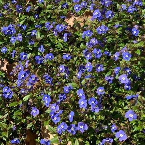 Meet your Posher, Makenna